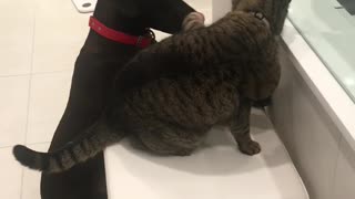Benson trying to befriend Barkley the cat