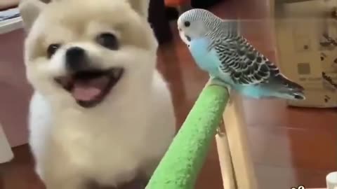 Dog: I've always liked you, so I'll lick you and never bite you. Parrot: Come on, go away.#dog
