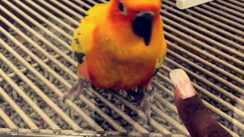 Colorful bird hitting glass window with beak