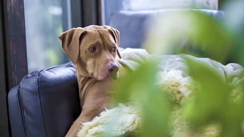 Dog Seating on Chair Like an a Big Boss