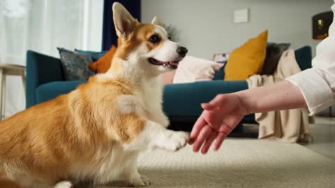 Corgi dog giving paws close-up. Handler playing with golden puppy in living room