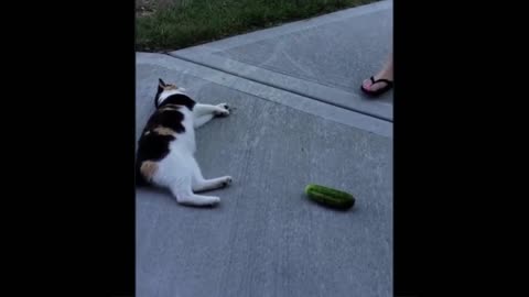 Funniest Cats And Dogs - Best Of The 2022 Funny Animal Videos.#16