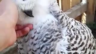 the owl that loves to be caressed