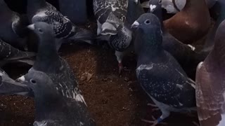 beautiful pigeon sound