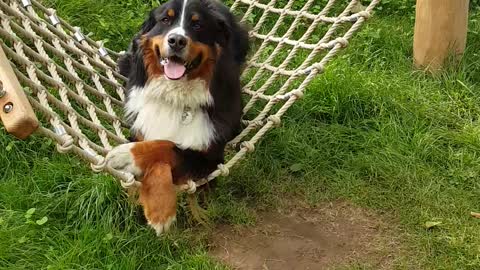Bernese Mountain Dog chills out on hammock