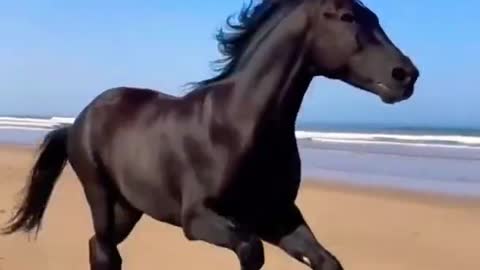 horseracing, horse free run, horse love