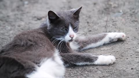 lazy cat lies wind blowing in outdoors relax anima