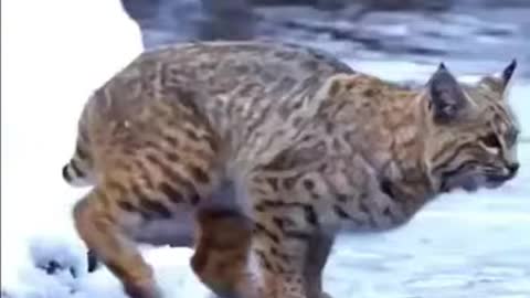 Tiger Pub Jump - Viral Animals Video Clip