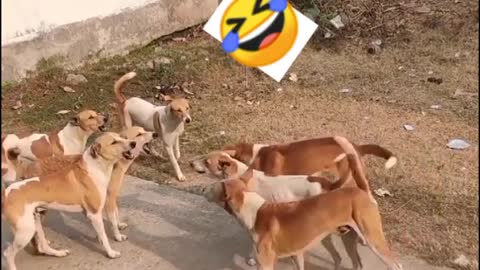 Best Funny Animal Videos 2022 😂 - Funniest Cats😻 And Dogs 🐶 Videos 😻 ||