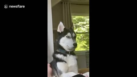 Annoyed husky dog pushes North Carolina man's foot away from its face