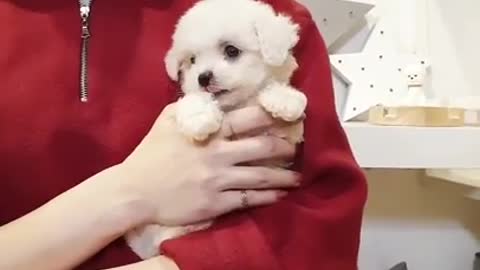 Mini puppy bichon frise cutest and lovely videos baby bichon frise - Teacup puppies