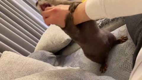 my otter is trying to bite me - so nice