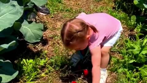 It's Strawberry Picking Season