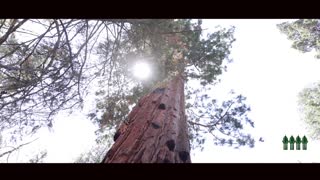 We Must Save Our Sequoias