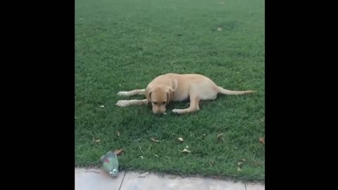 Labrador Puppies Funny Compilation