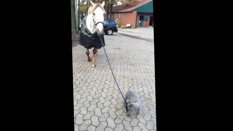 Baby dog walking with horses!