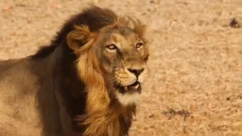 Lion real video #lionfight #kidscat