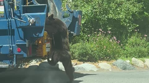 Bear Cub Climbs Onto Garbage Truck