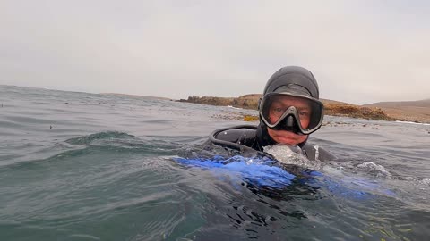 Trying to taste the Sea urchins