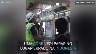 Passageiro corajoso retira cobra de trem na Indonésia