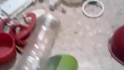 parrot's reaction on toy raisin (mithu ka khailono sar par phairnay par reaction)