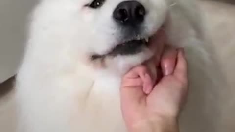 Dogs cute video