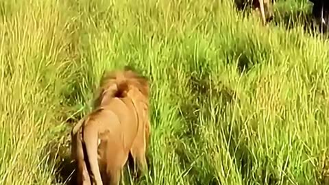 Male Lions Walk Next to Safari Vehicles