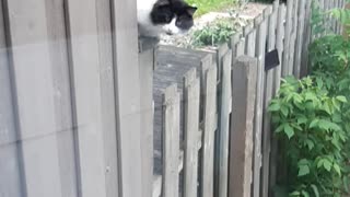 Outside cat just chillin there