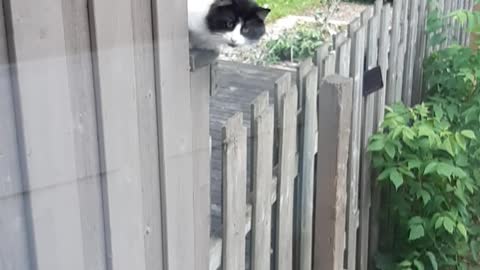 Outside cat just chillin there