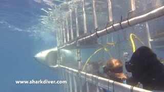 Great White Shark biting cage!