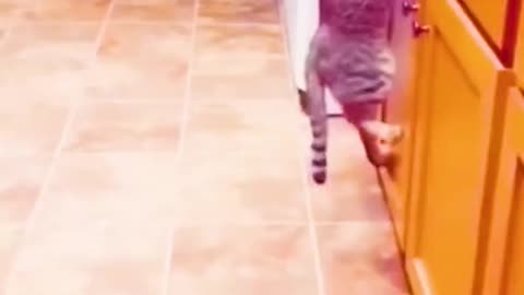Funny Baby cats dancing