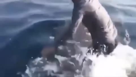 crazy guy step on shark!😱