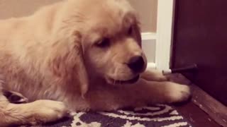 Puppy protects his home from evil door stopper
