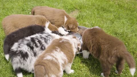 A group of cute little puppies eats dry dog food from a bowl on grass - closeup