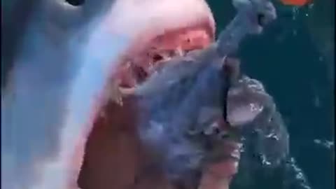 SHARK is sea