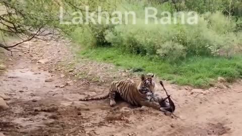 Don't take a sleeping tiger so lightly. T120 tiger from Ranthambore aka killing machine