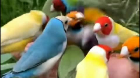 Beautiful birds feeding video | natural feeding of Birds with hands