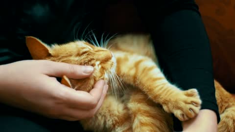 Tenderly stroking a cute cat