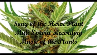 Song of the Herer Plant 2