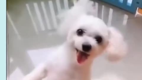 very Cute dog dancing
