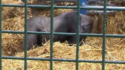 Gorilla demonstrating Puff-Blowing technique