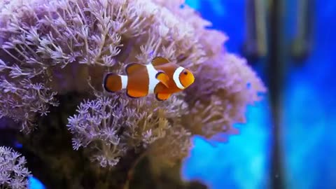 nemo clown fish in the colorful tropical coral reefs aquarium fish