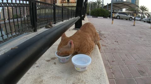 CHRIS MARTIN & MICHAEL JACKSON - Homeless cats in Ras Al Khaimah, UAE #ChrisMartin #MichaelJackson