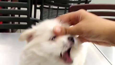 Small white dog puppy tries to open mouth every time owner squeezes nose