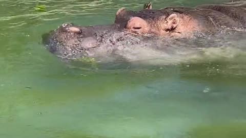 Hippos in the water