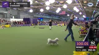 Watch 5 of the best WKC Dog Show moments to celebrate National Puppy Day