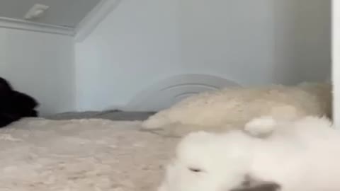 Flopping of the bed