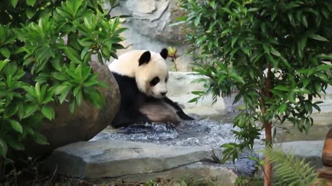 Pandas play with water