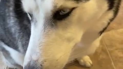 Guilty Husky Tries To Blame Other Dog! #shorts