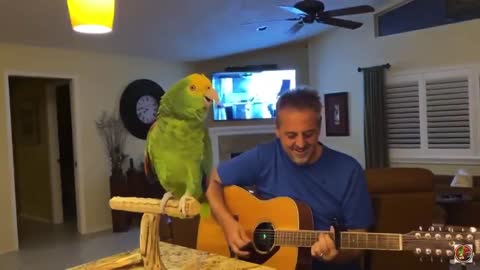Singing combination of man and parrot